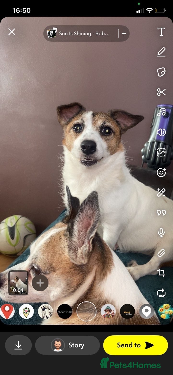 Jack Russell dogs Two jack russel boys 8wks - Advert 18