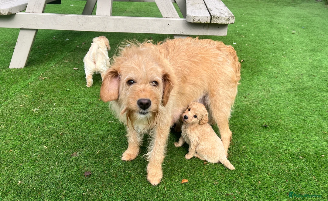 Labradoodle dogs for sale: F1b miniature labradoodles  - Advert 2