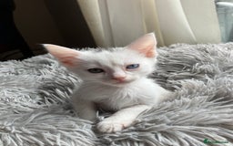 Mixed Breed cats for sale: Lovely little kittens for sale - Image 9