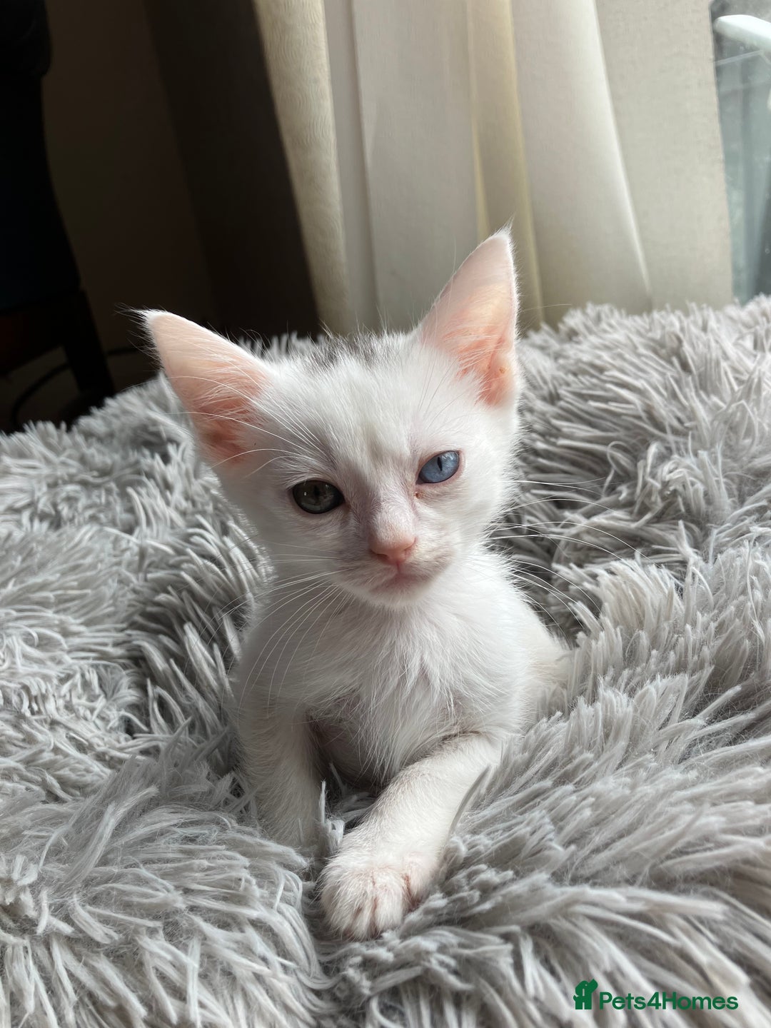 Mixed Breed cats for sale: Lovely little kittens for sale - Image 9