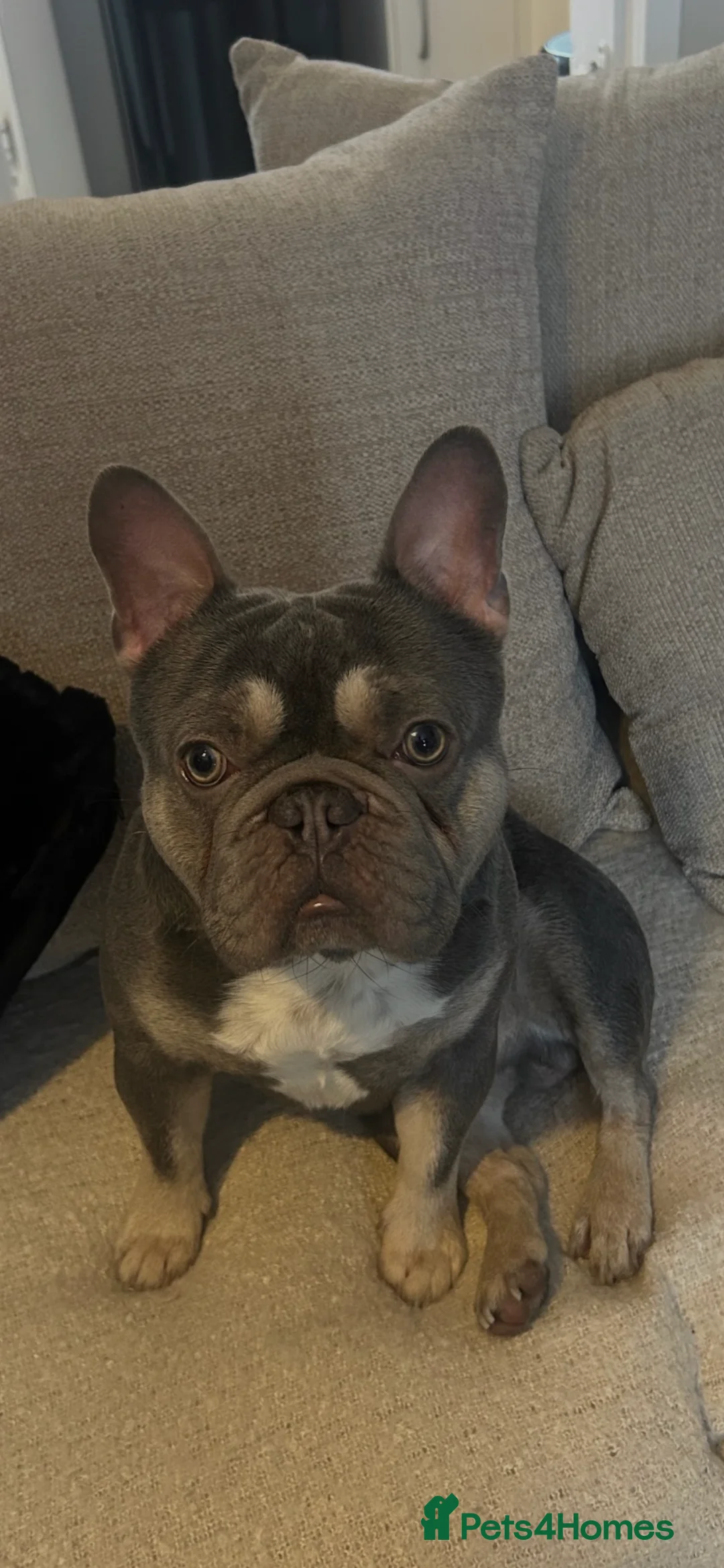 French Bulldog dogs for stud: Blue and fawn French bulldog for stud  - Advert 2