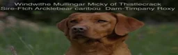 Labrador Retriever dogs for sale: Health Tested Beautifully Bred Labrador Puppies  in Southampton - Advert 17
