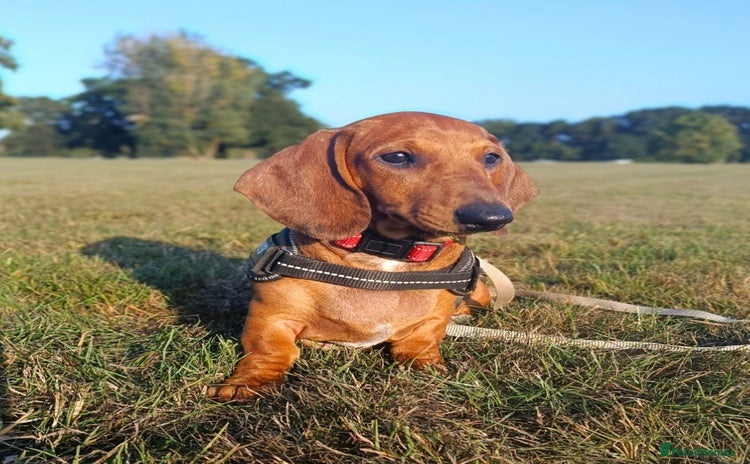 Dachshund dogs in Coventry - Advert 8