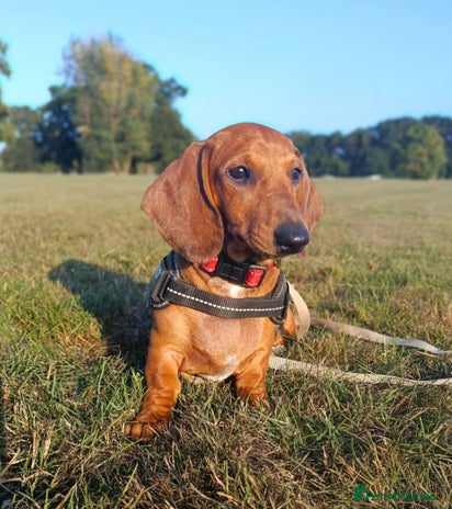Dachshund dogs in Coventry - Advert 5
