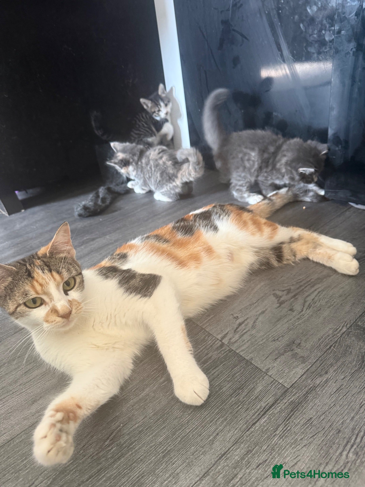 Mixed Breed cats 3 beautiful crossed Norwegian ready now  - Advert 1