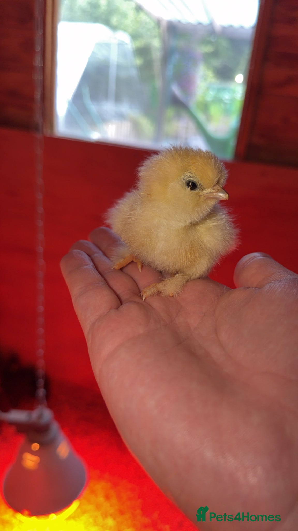 Chickens poultry Silkie Chicks - Advert 1