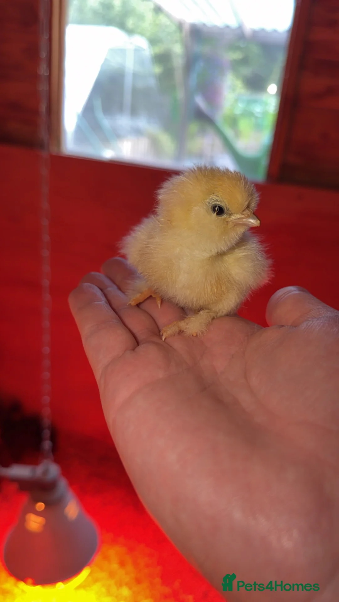 Chickens poultry for sale: Silkie Chicks - Advert 1