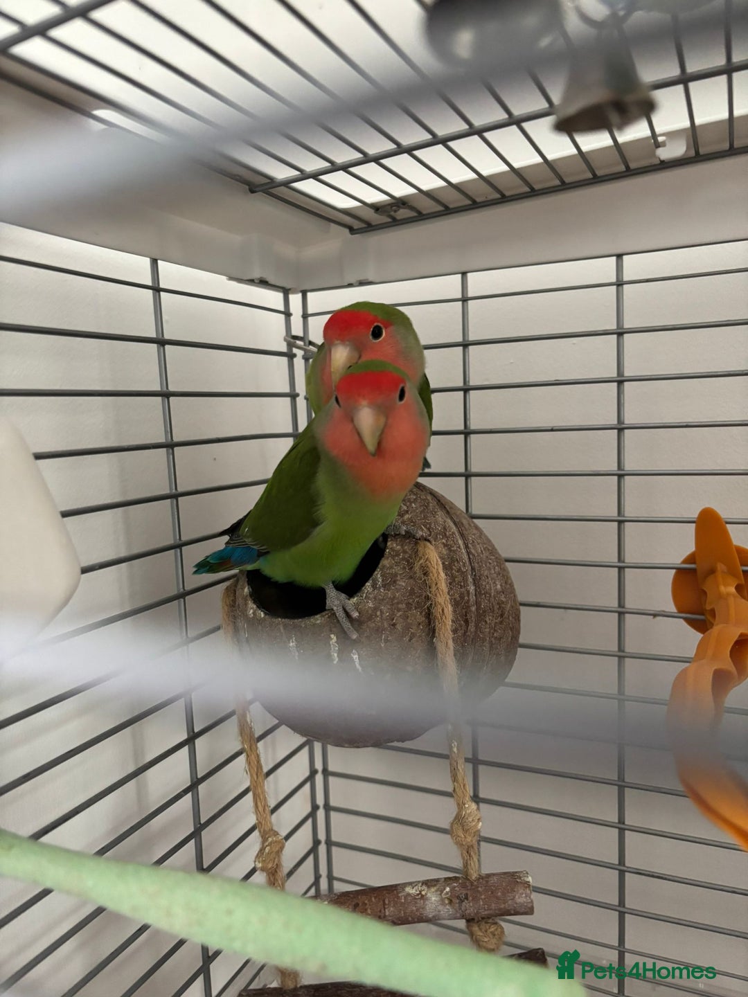 Lovebirds birds for sale: Pair of love birds approx 7-8 months old  - Image 4