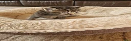 Domestic Shorthair cats for sale: 5  Beautiful Domestic Shorthair Tabby Kittens  - Advert 26