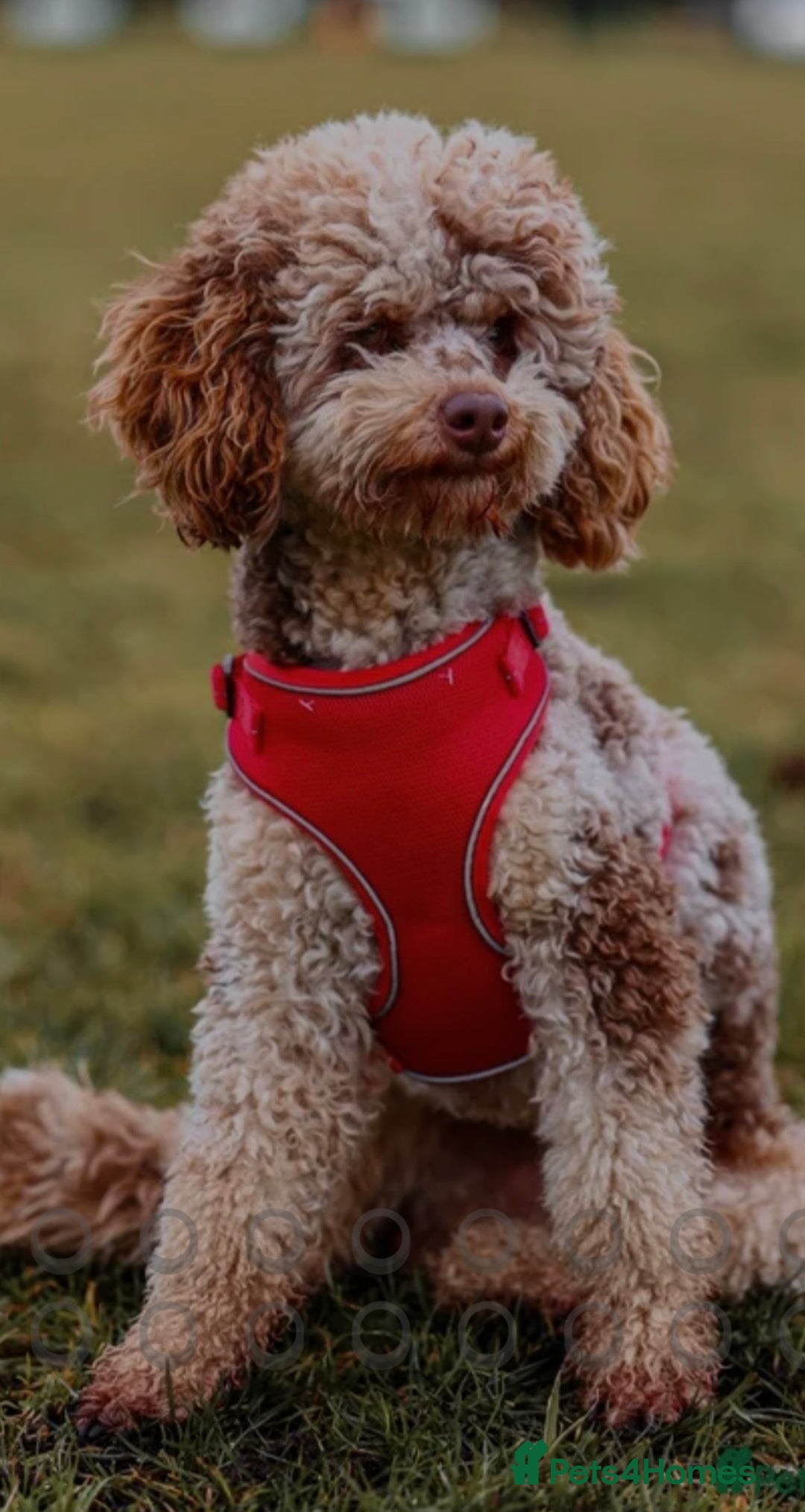 Cockapoo dogs for sale: Stunning litter of cockapoos, 2 males, 3 females - Advert 2