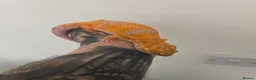 Leopard Gecko reptiles for sale: 2 x leopard geckos for sale  - Advert 3