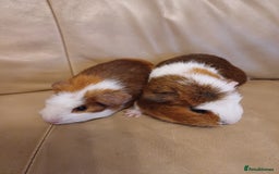 Guinea Pig rodents for sale: 2 Adorable Female Baby Guinea Pigs - Image 3