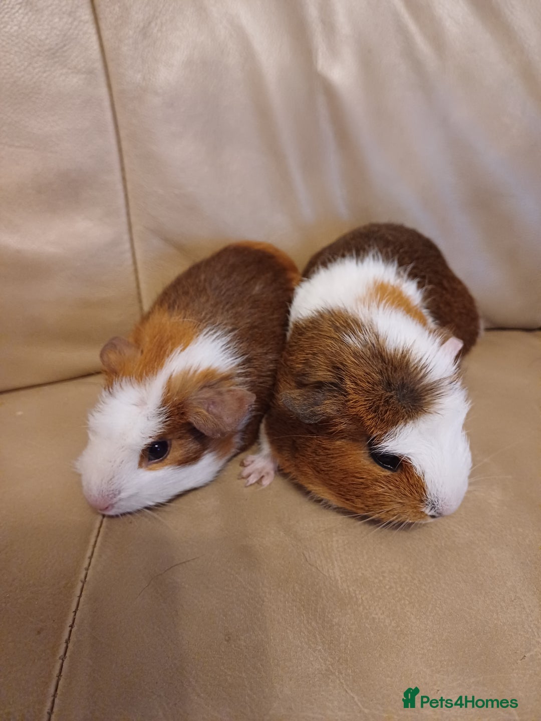 Guinea Pig rodents for sale: 2 Adorable Female Baby Guinea Pigs - Image 3