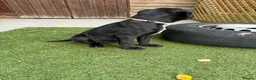 Cane Corso dogs for sale: Cane corso puppies - Advert 17