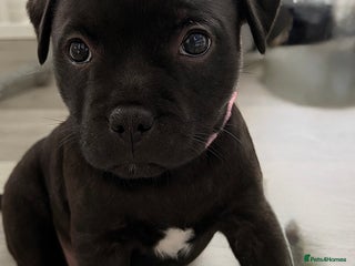 Staffordshire Bull Terrier dogs 🐾🩷LAST BEAUTIFUL GIRL🩷🐾KC Registered - Advert 2