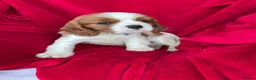 Cavalier King Charles Spaniel dogs for sale: Cavalier King Charles puppies - Advert 4