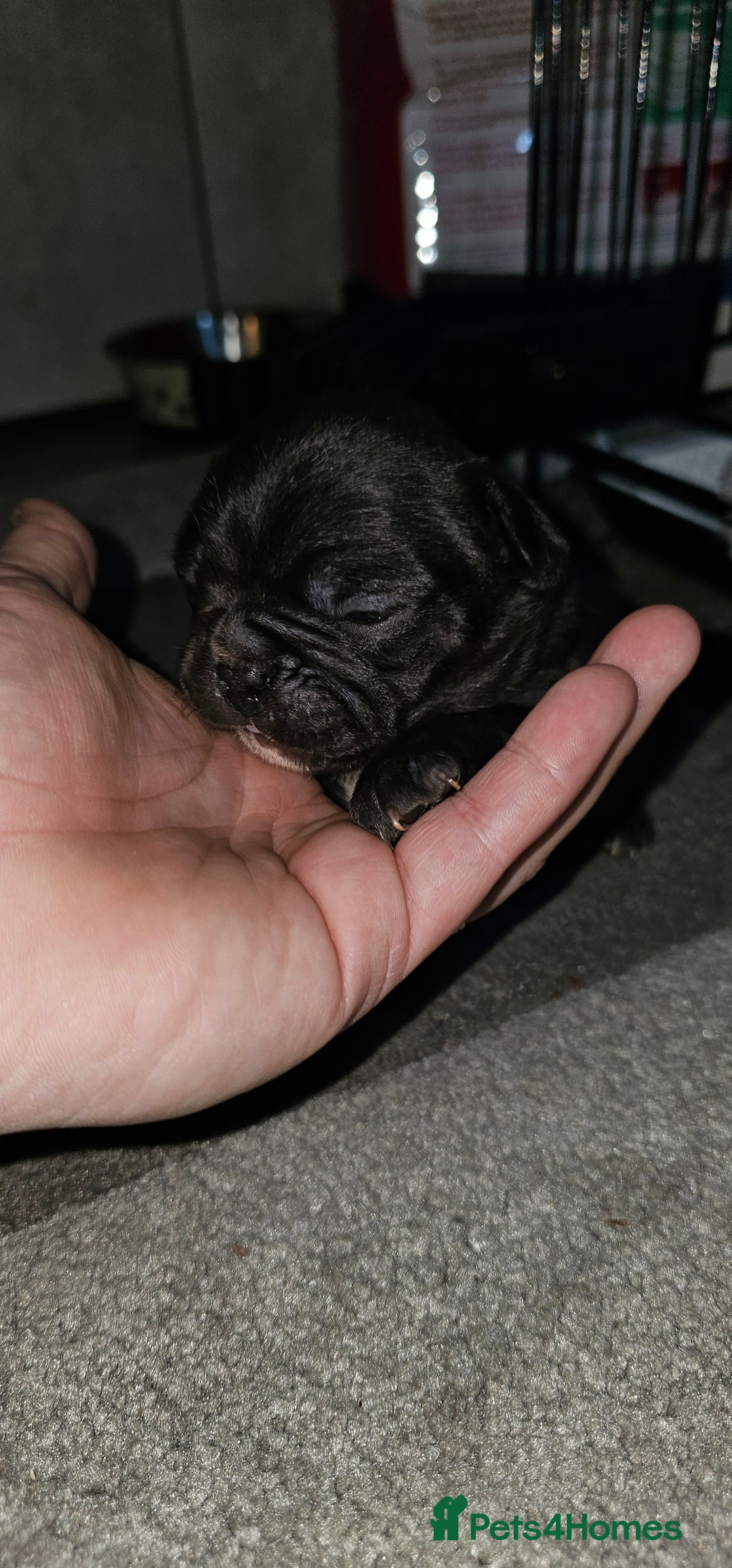 French Bulldog dogs for sale:  6 x beautiful Frenchie puppies for sale  - Advert 2