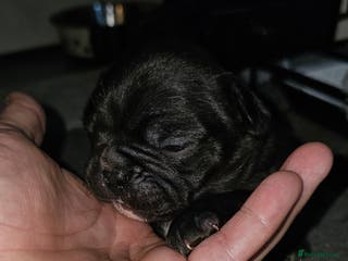 French Bulldog dogs 6 x beautiful Frenchie puppies for sale - Advert 11