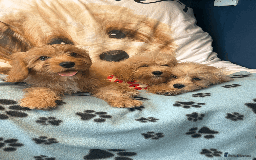 Cavachon dogs for sale: Fluffball Cavapoos ready to go 💕 - Image 12