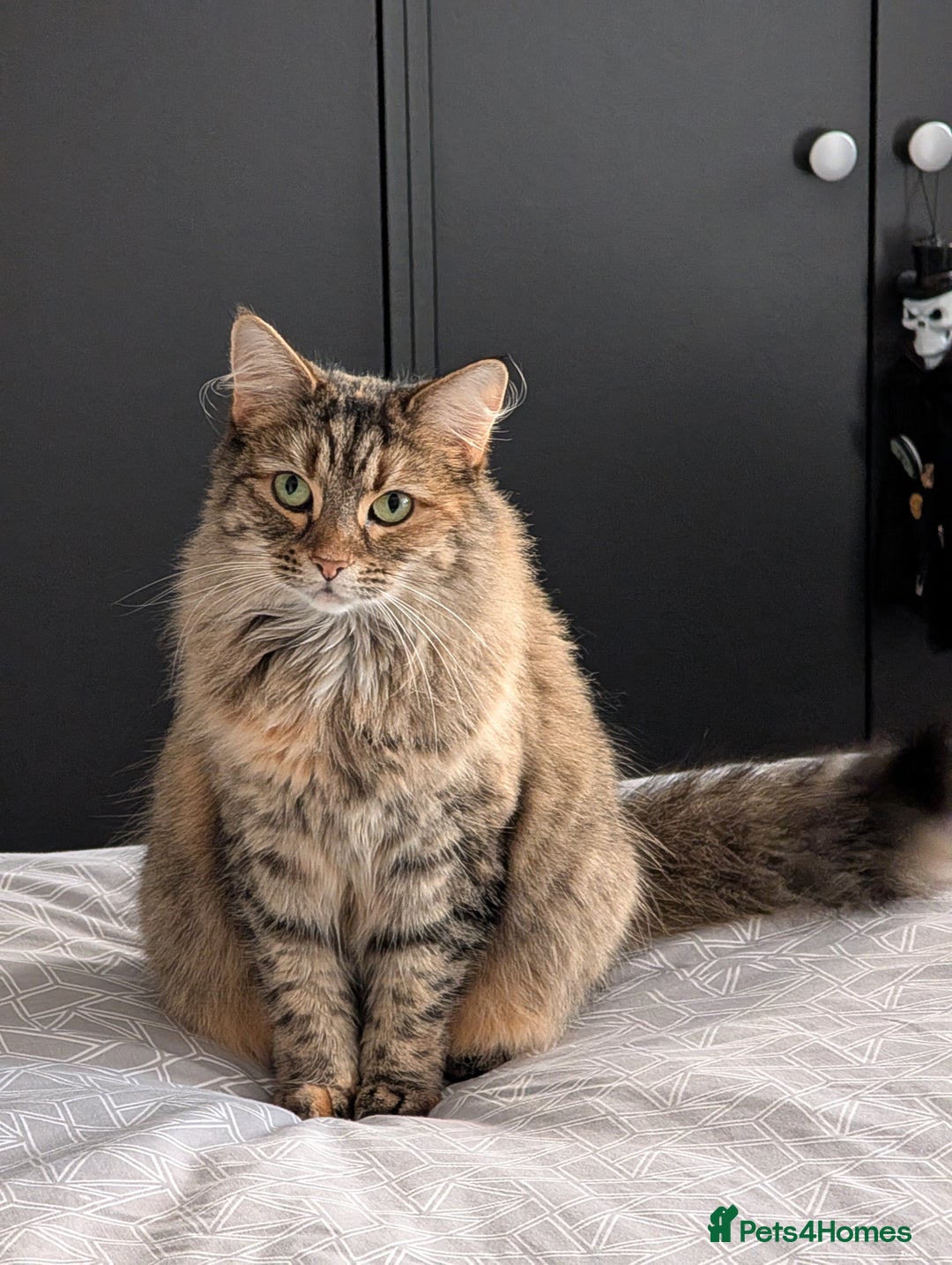 Mixed Breed cats for sale: Ayva-Loving cat look for a new home - Advert 2