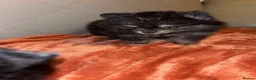 Pomeranian dogs for sale: Pomeranian puppy’s  - Advert 6