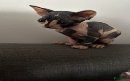 Sphynx cats for sale: Amazing colour Sphynx - Image 19