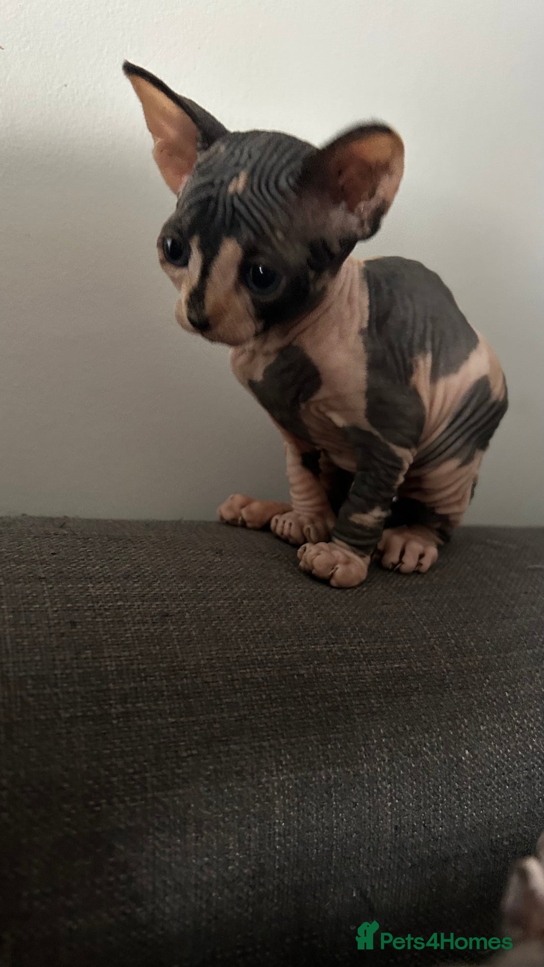 Sphynx cats for sale: Amazing colour Sphynx - Image 19