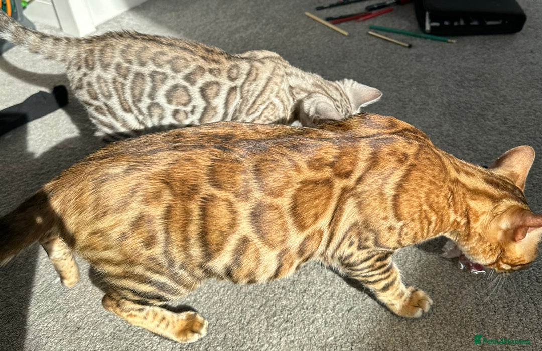 Bengal cats for sale: Beautiful TICA Registered Active Bengal female cat - Image 7