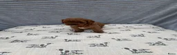 Cavapoo dogs for sale: Exceptional F1b Cavapoo Puppies, Health Tested | - Advert 8