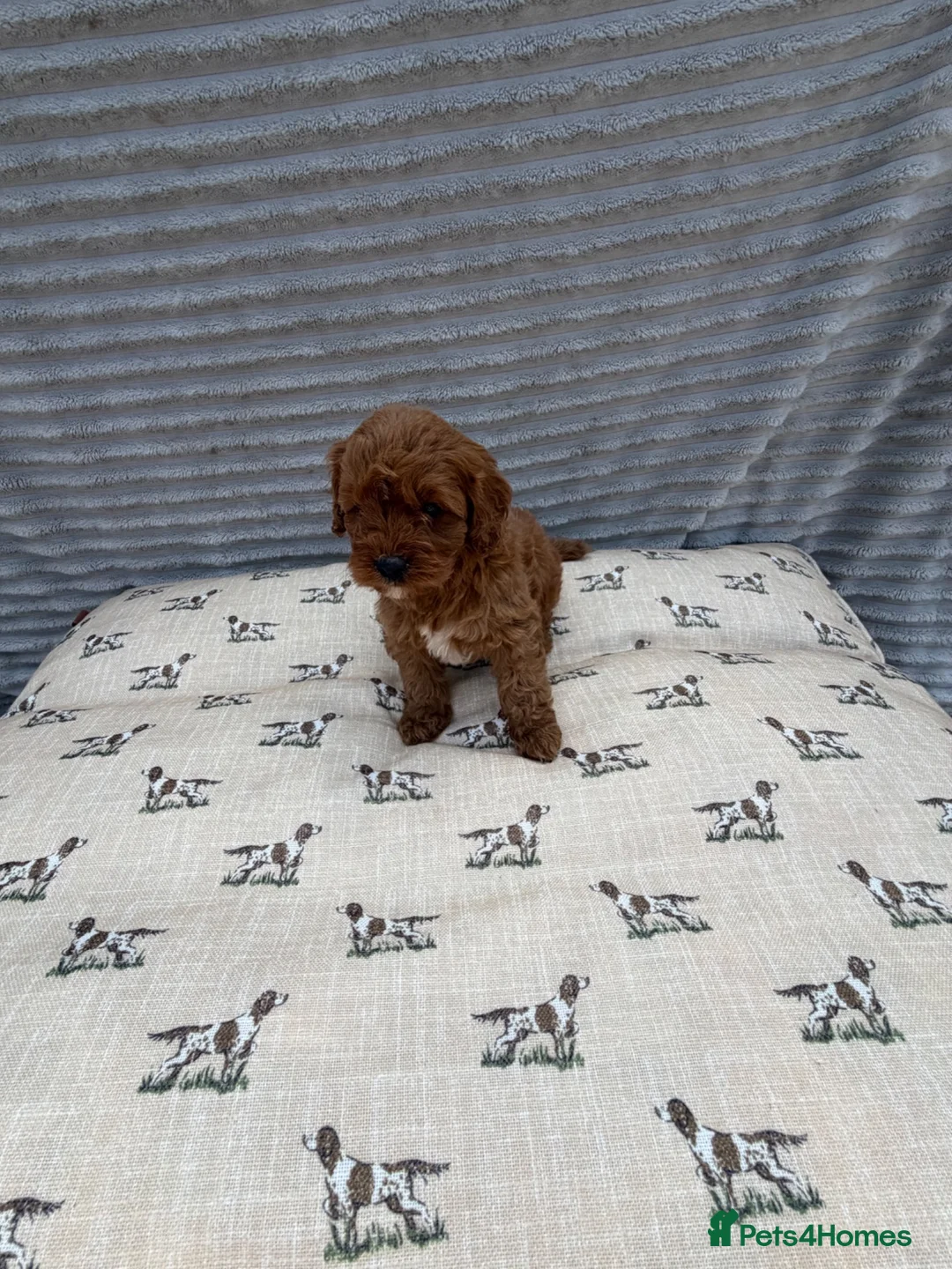 Cavapoo dogs for sale: Exceptional F1b Cavapoo Puppies, Health Tested | - Advert 8