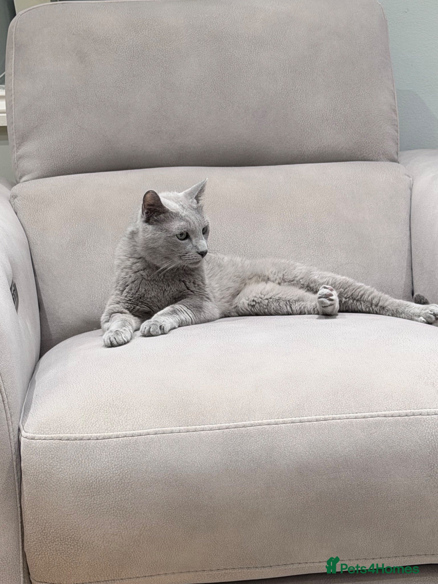 Russian Blue cats magnificent purebred Russian blue solid green eyes - Advert 2
