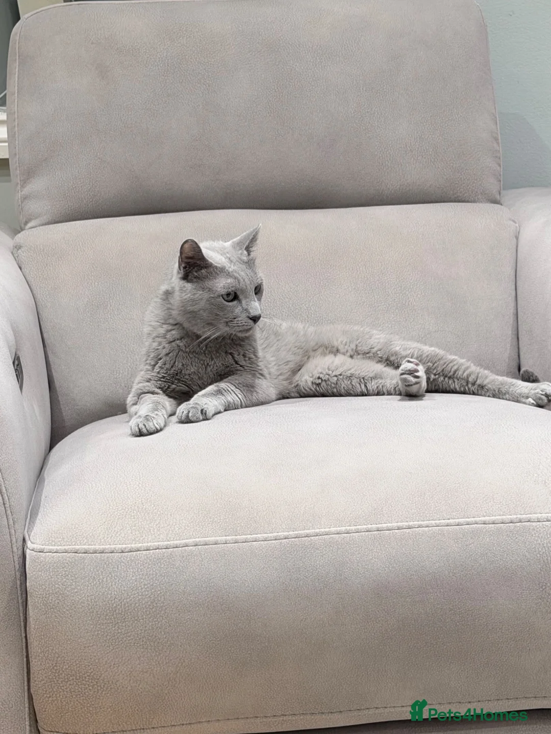 Russian Blue cats for sale: magnificent purebred Russian blue solid green eyes - Advert 2