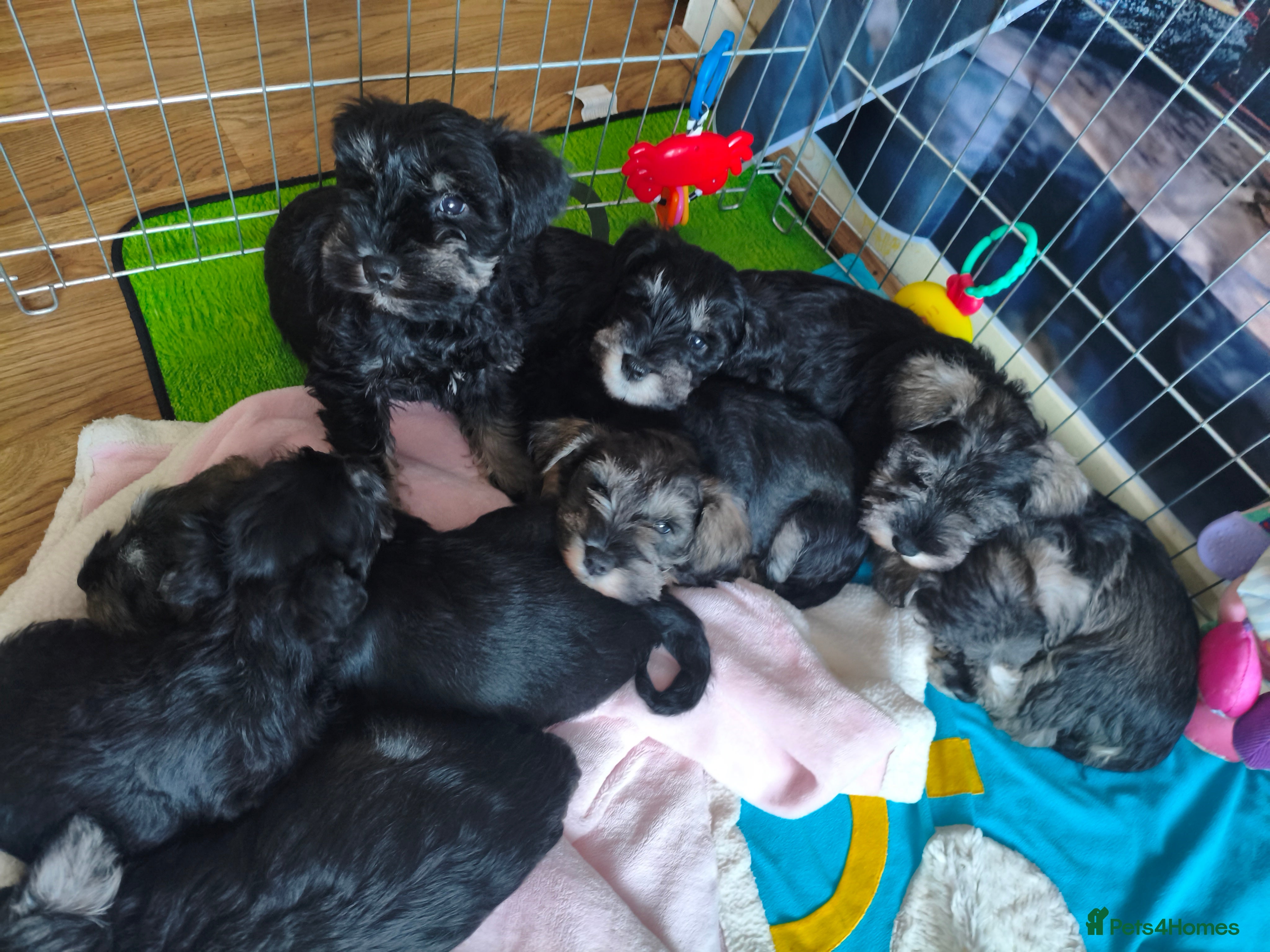 Miniature Schnauzer dogs Charming Mini Schnauzers with KC registration - Advert 1