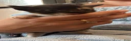 Mixed Breed cats for sale: Half bengal kittens  - Advert 11