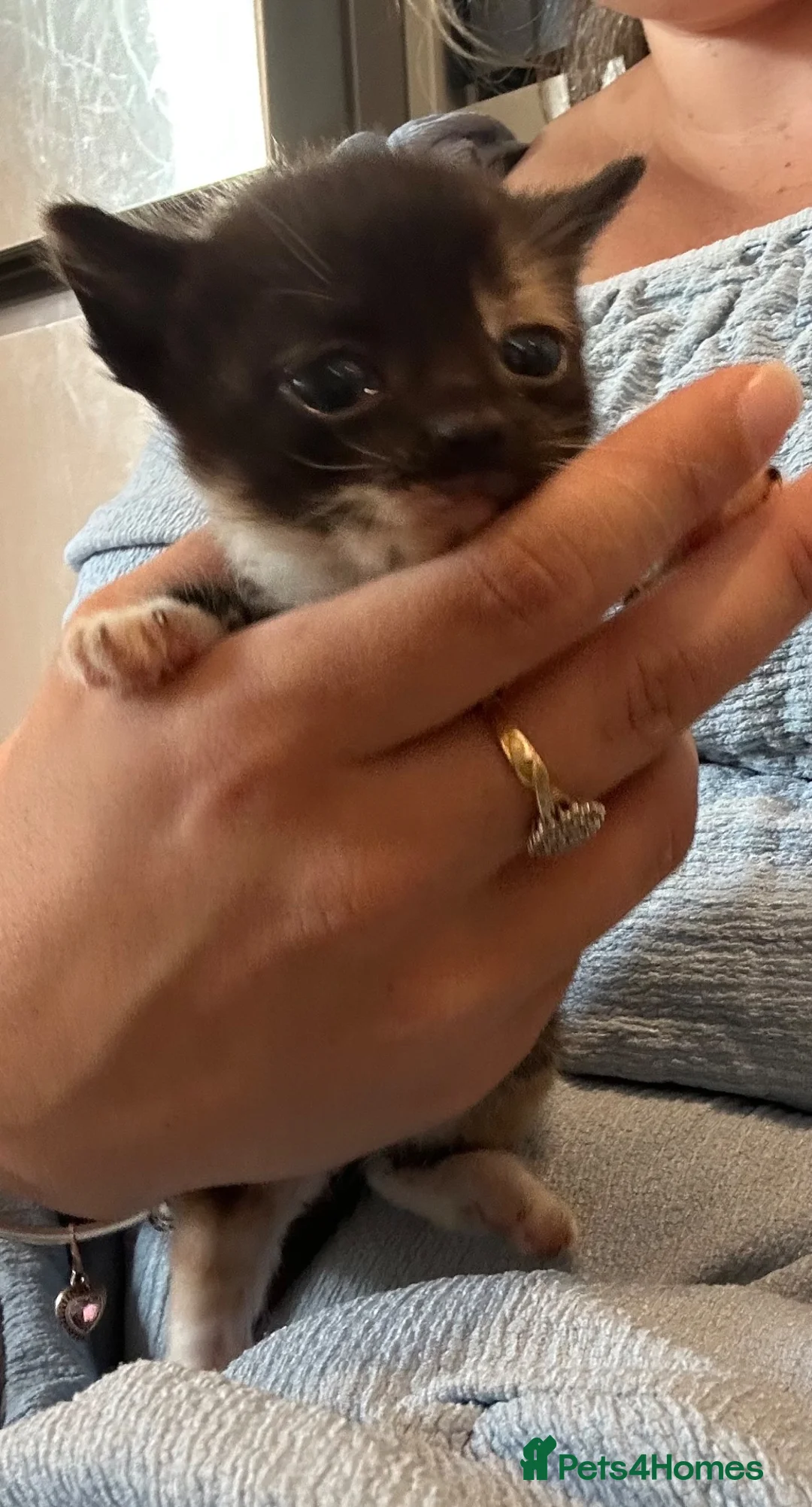 Mixed Breed cats for sale: Half bengal kittens  - Advert 11