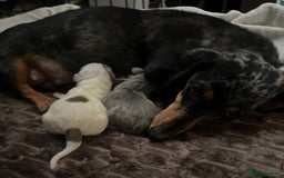 Miniature Dachshund dogs for sale: Miniture dachshund pups  - Advert 5