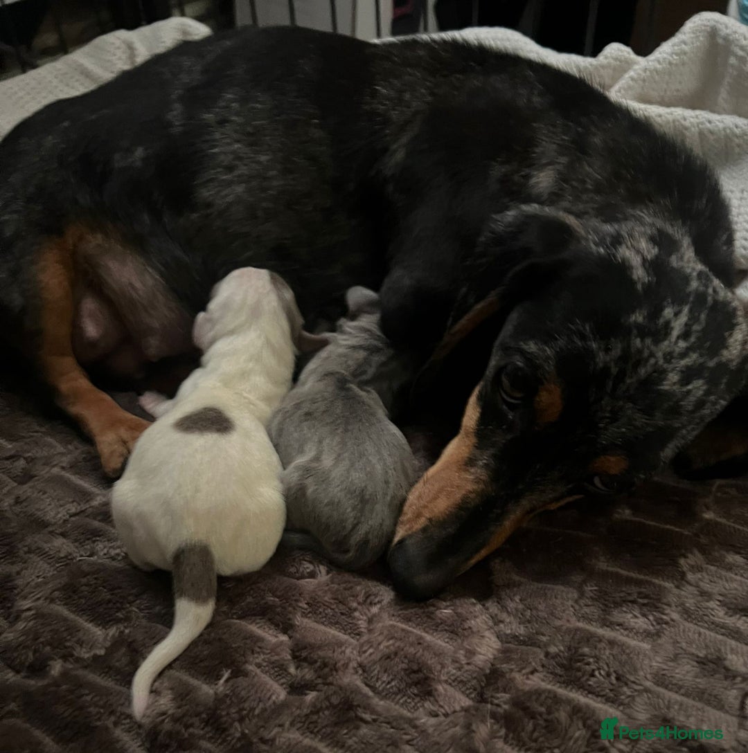 Miniature Dachshund dogs for sale: Miniture dachshund pups  - Advert 5