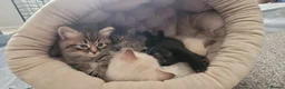 Mixed Breed cats for sale: Ragdoll x / tabby x in Ashton-under-Lyne - Advert 15