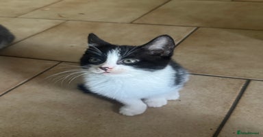 Mixed Breed cats - Advert 4