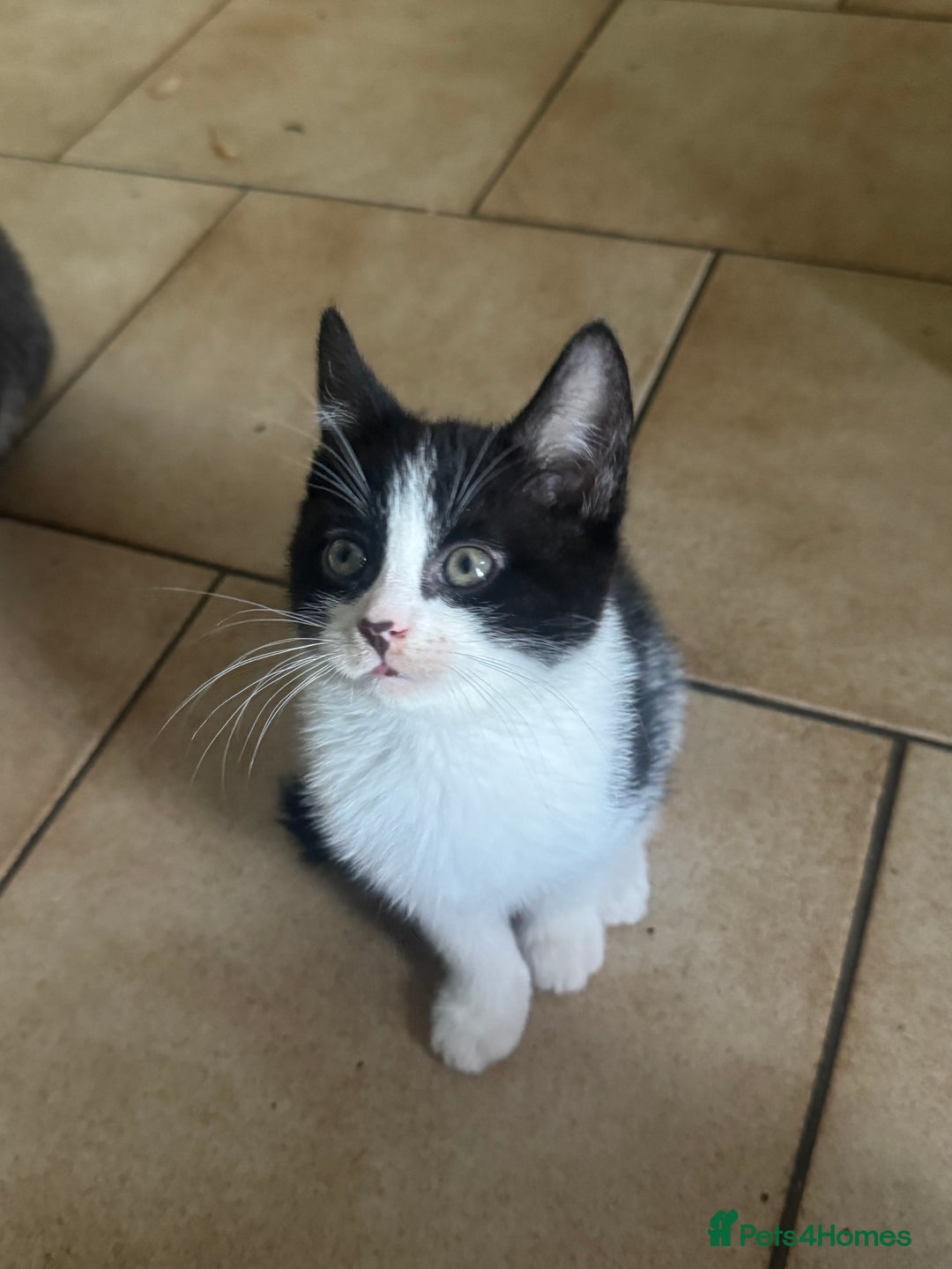 Mixed Breed cats for sale: 3 kittens looking for forever homes  - Image 2