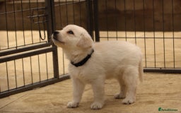 Labrador Retriever dogs for sale: Beautiful labrador puppies for sale - Image 16