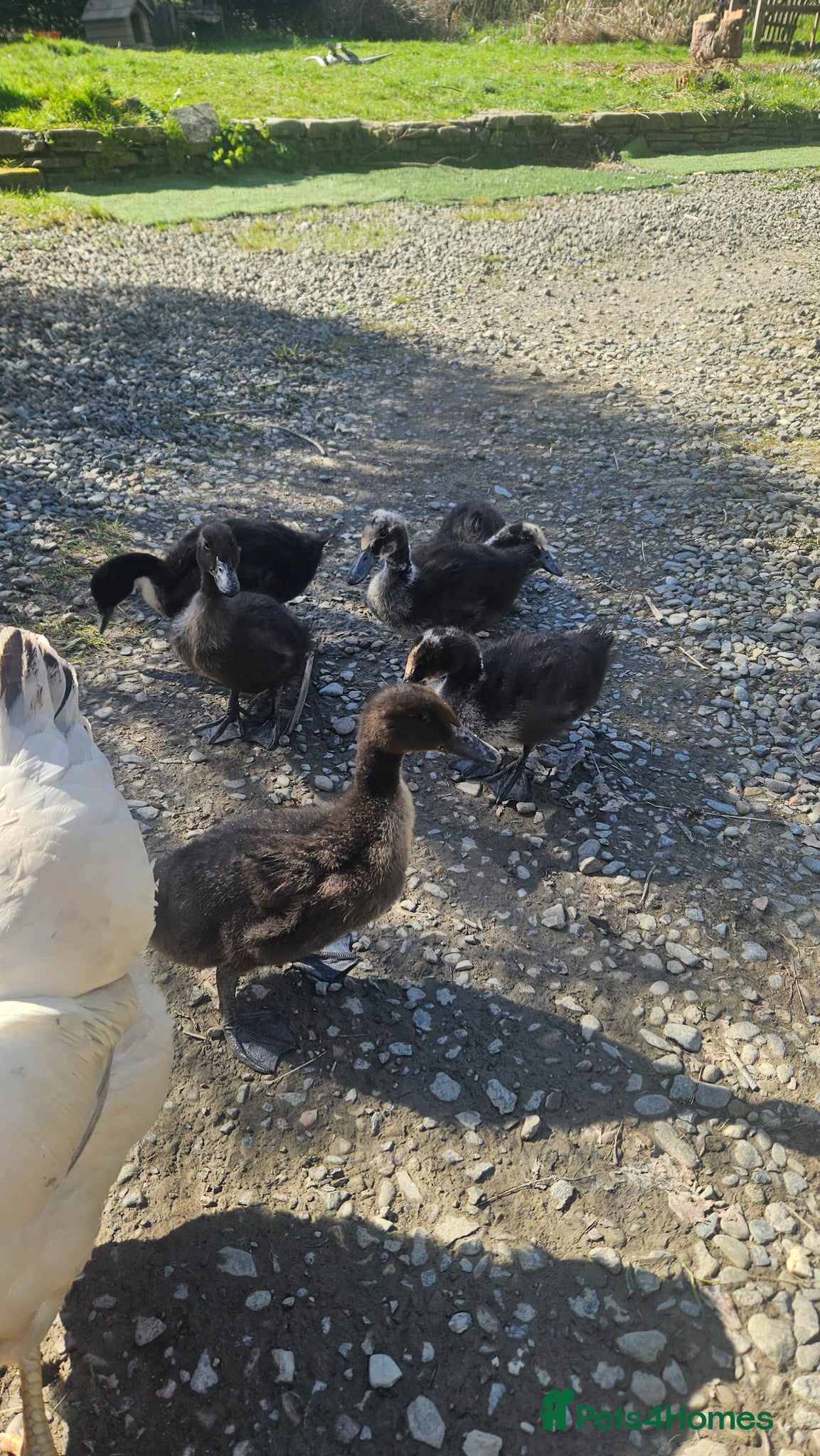 Ducks poultry Lovely ducklings  - Advert 4