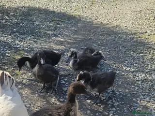 Ducks poultry Lovely ducklings - Advert 4