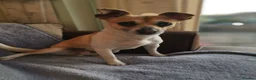 Jack Chi dogs for sale: Milo  - Advert 2