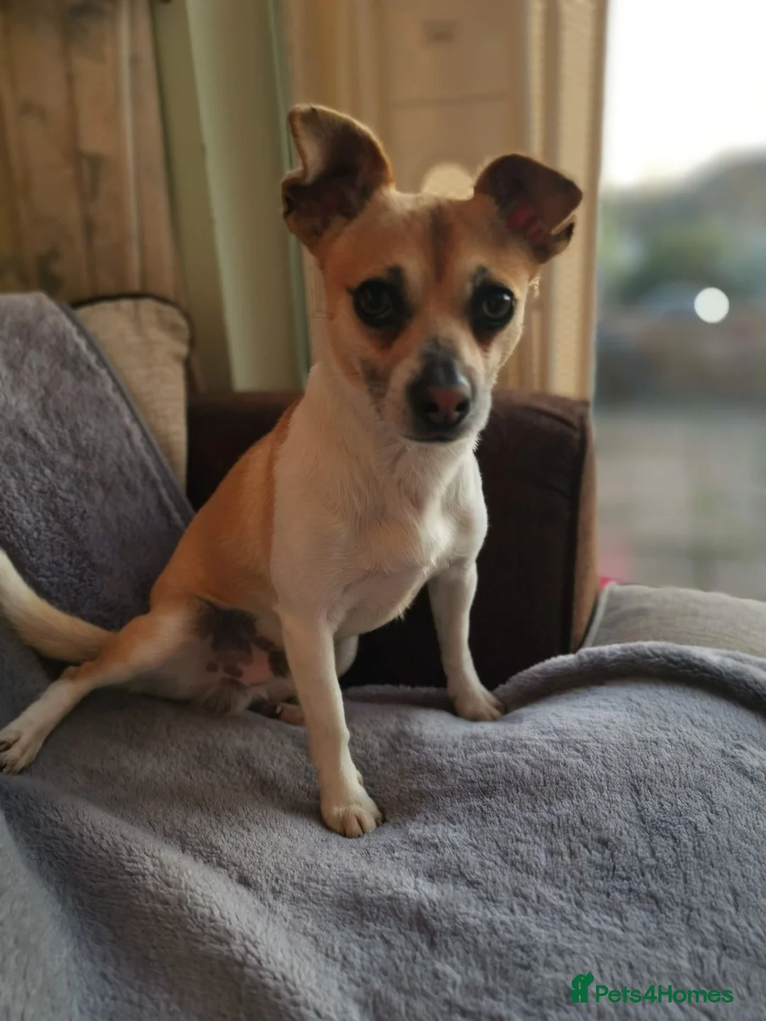 Jack Chi dogs for sale: Milo  - Advert 2