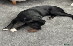 Mixed Breed dogs for sale: Lab X Collie, 9 Months Old, Seeking a Forever Home - Image 4