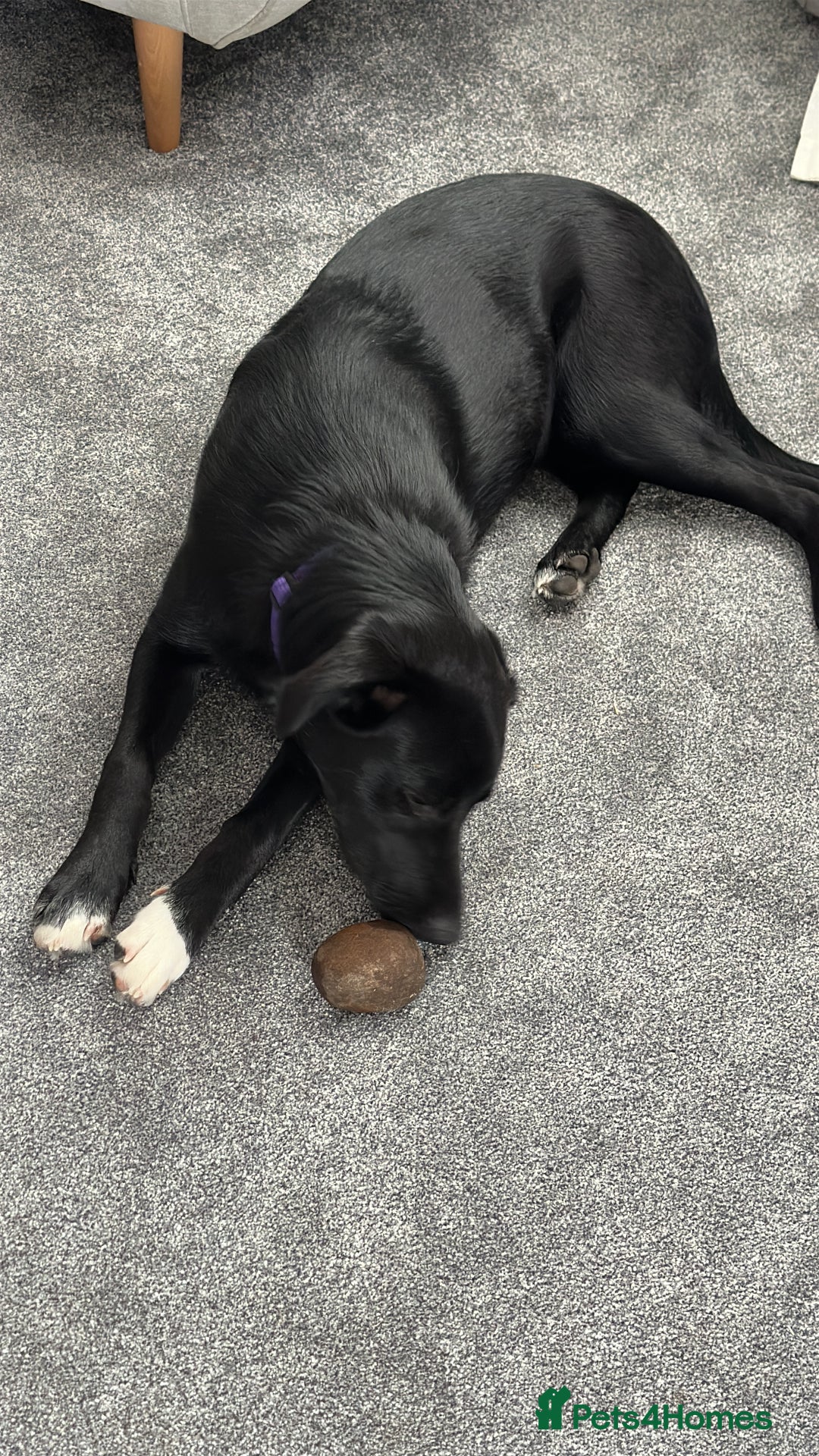 Mixed Breed dogs for sale: Lab X Collie, 9 Months Old, Seeking a Forever Home - Image 4