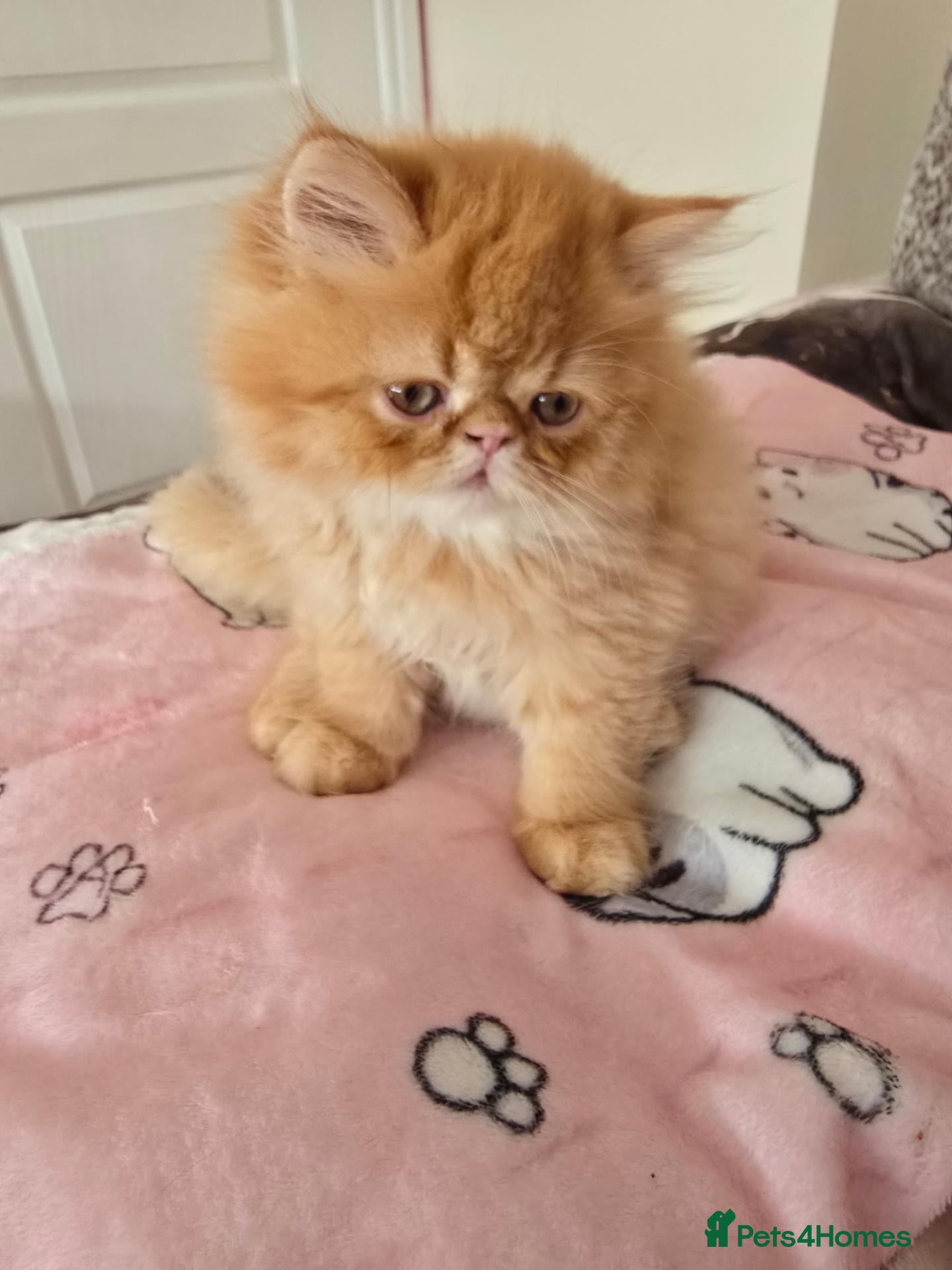 Persian cats Stunning  red tabby  persian  - Advert 1