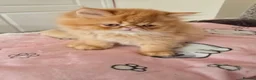 Persian cats for sale: Stunning  red tabby  persian  - Advert 3