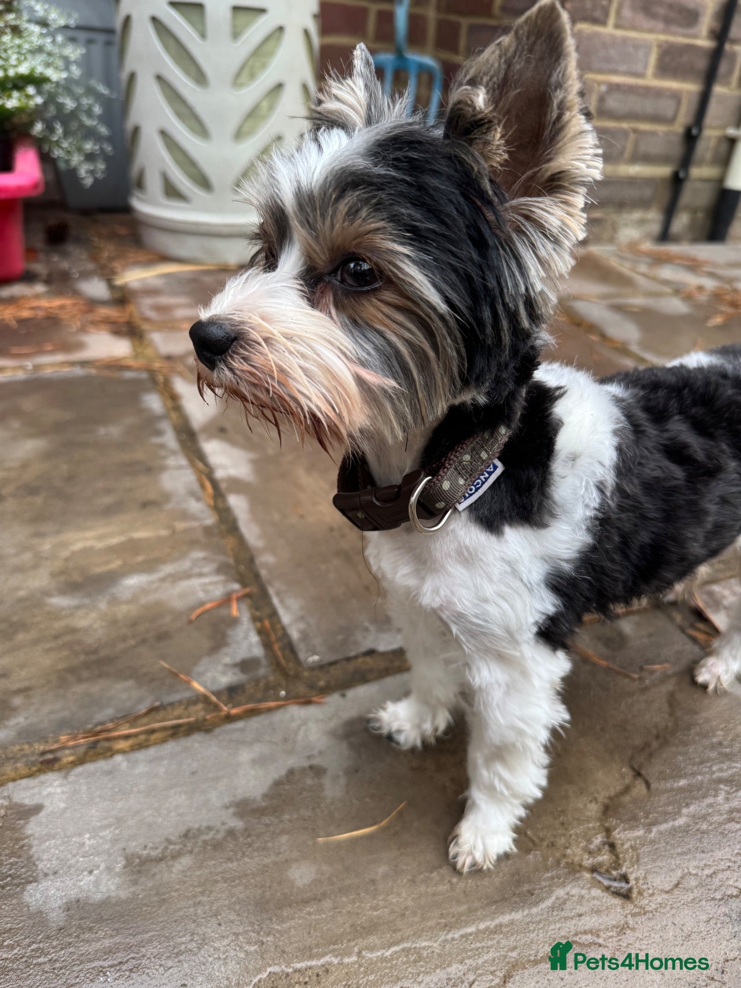 Biewer Terrier dogs Ultra mini stunning pedigree proven biewer boy  - Advert 6